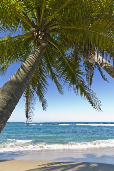 Palm trees on the beach. Photo : Antonio M. Rosario