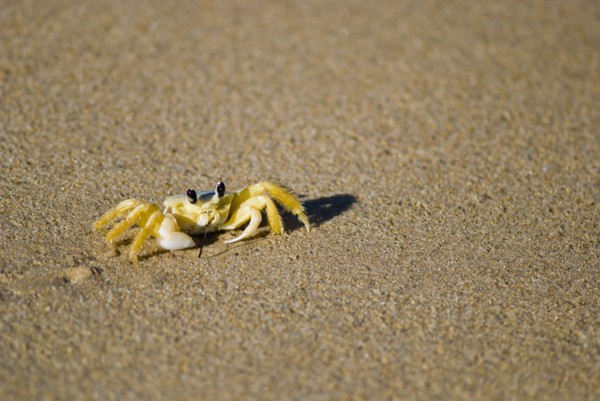 Crab in the sand. Photo : Antonio M. Rosario