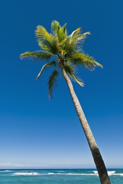 Palm tree by the ocean. Photo : Antonio M. Rosario