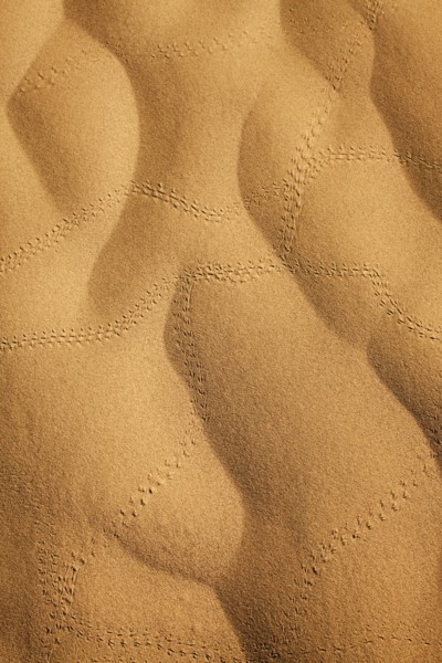 Insect tracks in desert sand. Photo : Mike Kemp