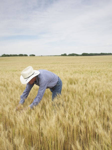 Farmer standing in wheat field. Photo : John Kelly