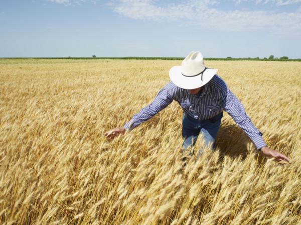 Farmer standing in wheat field. Photo : John Kelly