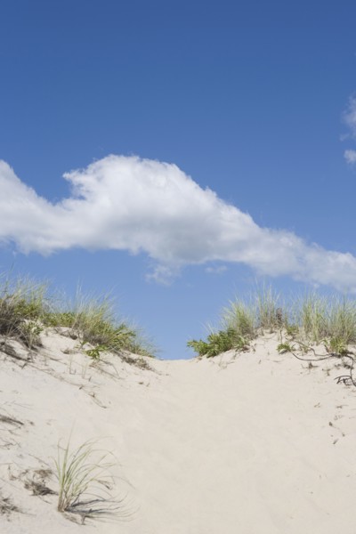 Beach dune. Photo : Chris Hackett