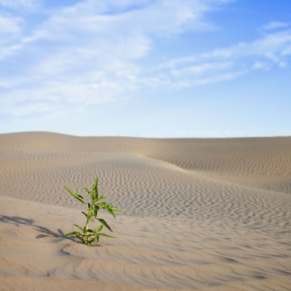 Plant growing in desert sand. Photo : Mike Kemp