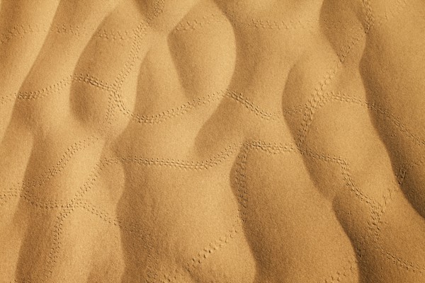 Insect tracks in desert sand. Photo : Mike Kemp