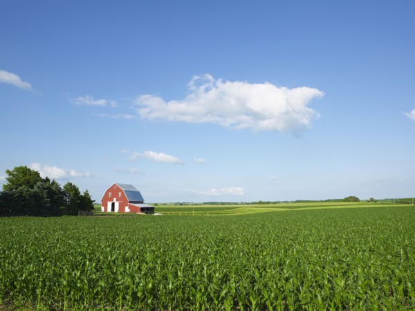 Corn field. Photo : John Kelly