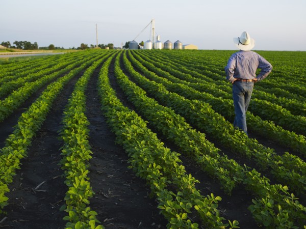 Farmer examining his crop. Photo : John Kelly