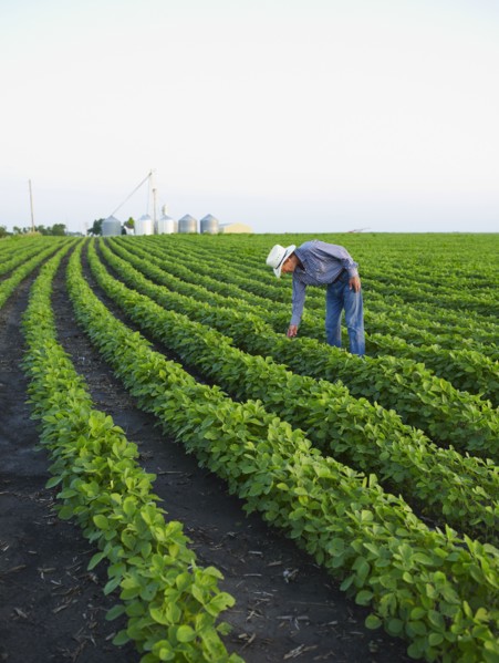 Farmer examining his crop. Photo : John Kelly