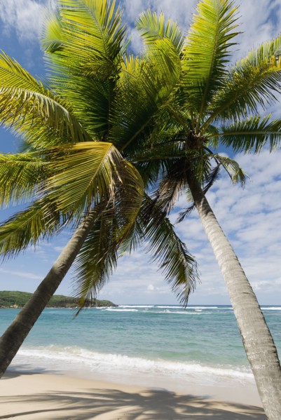 Caribbean beach. Photo : Antonio M. Rosario