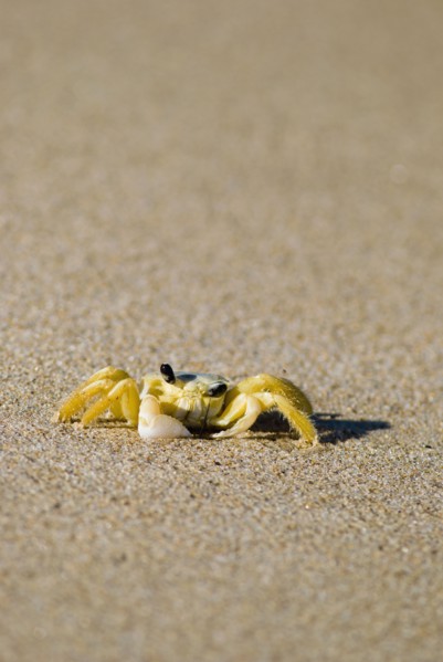 Crab on sand. Photo : Antonio M. Rosario