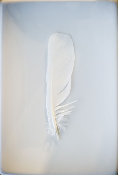 White feather. Photo : Jamie Grill