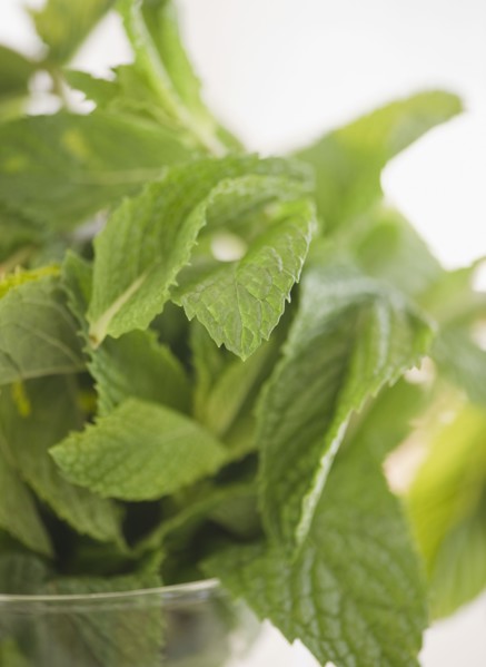 Mint leaves. Photo. Jamie Grill