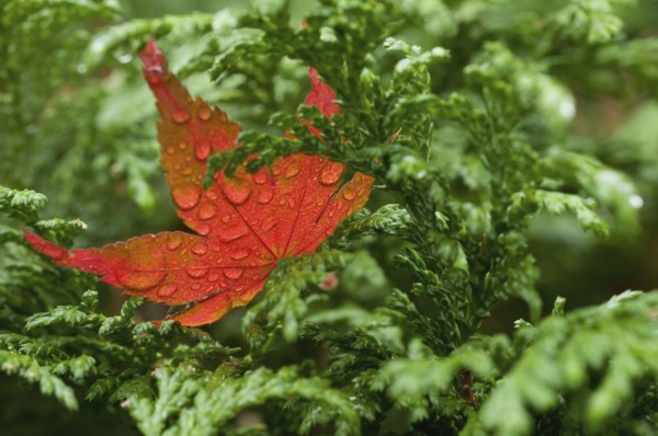 Wet red leaf on cedar tree. Photo. Antonio M. Rosario