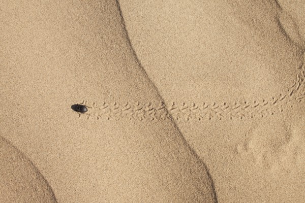 Bug on sand. Photo : Mike Kemp