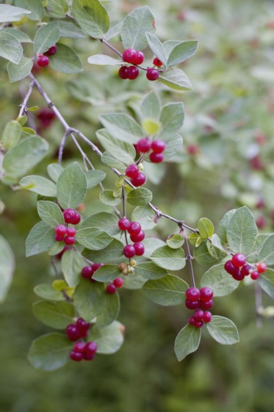 Red berries on wild plant. Photo : David Engelhardt