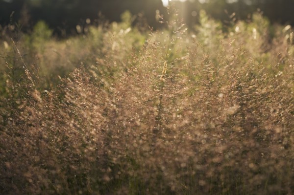 Tall grass at sunset. Photo : David Engelhardt