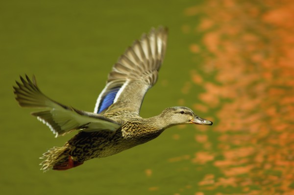 Flying mallard duck. Photo : Antonio M. Rosario