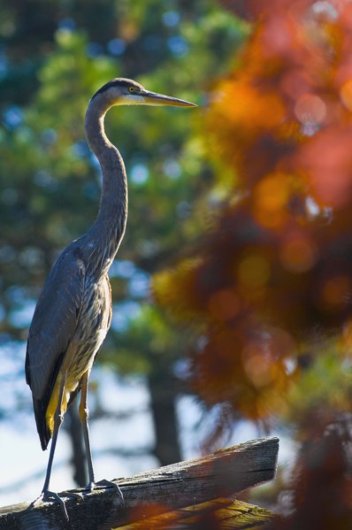 Great blue heron. Photo. Antonio M. Rosario