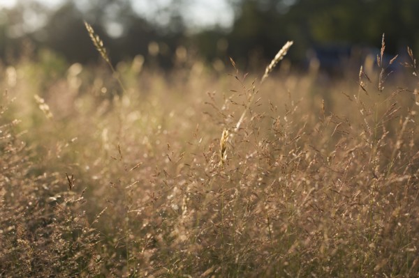 Tall grass at sunset. Photo : David Engelhardt