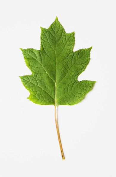 Oak leaf hydrangea. Photo : Chris Hackett