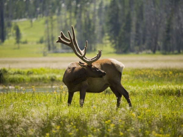 Elk (Cervus canadensis) on grassy field. Photo : Mike Kemp