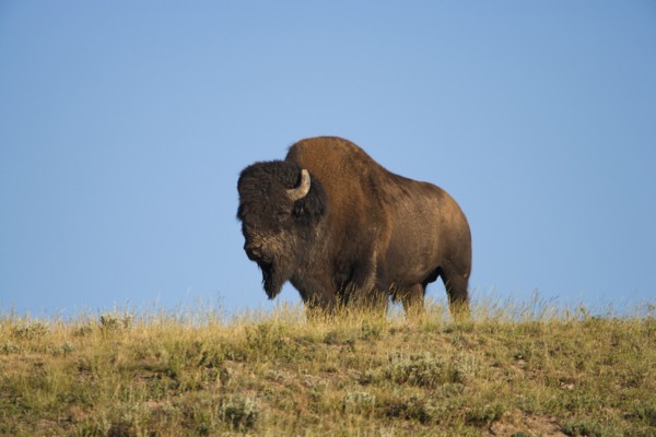 Silhouette of American Bison (Bison bison) on grassy field. Photo : Mike Kemp