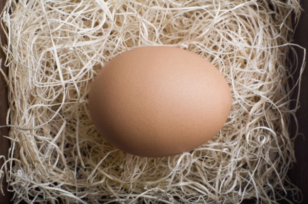 Egg in nest. Photo : David Engelhardt