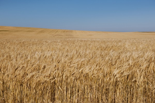 Wheat growing on field .
