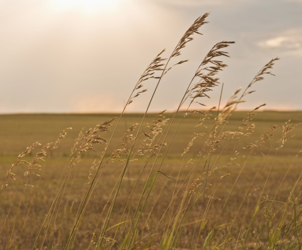 Buffalo Gap National Grasslands, Grass on field.