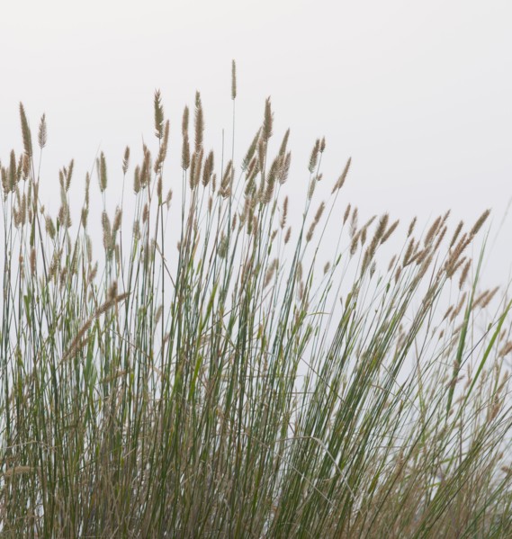 Prairie grass.