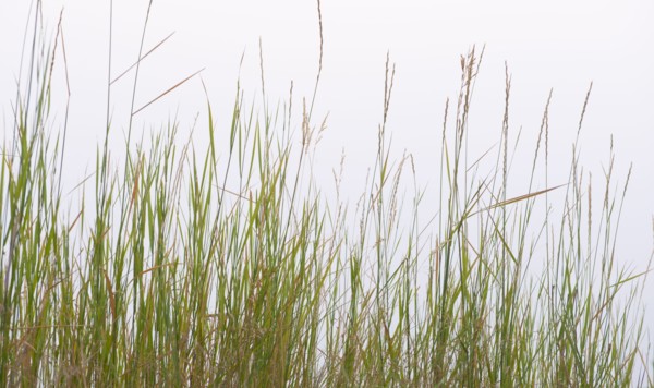 Prairie grass.
