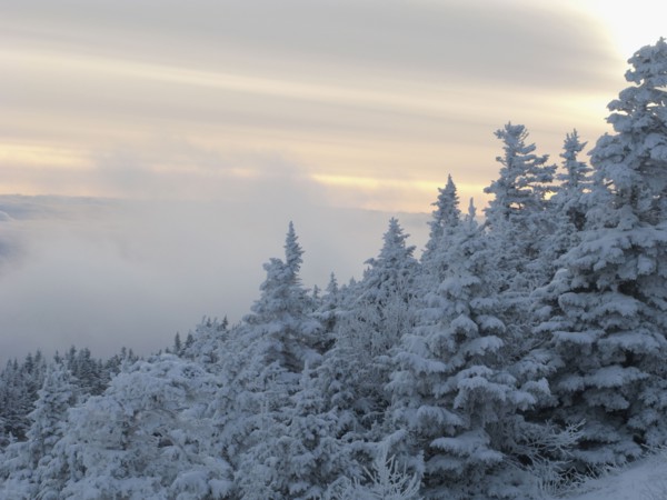 Snow covered forest. Photo : Johannes Kroemer