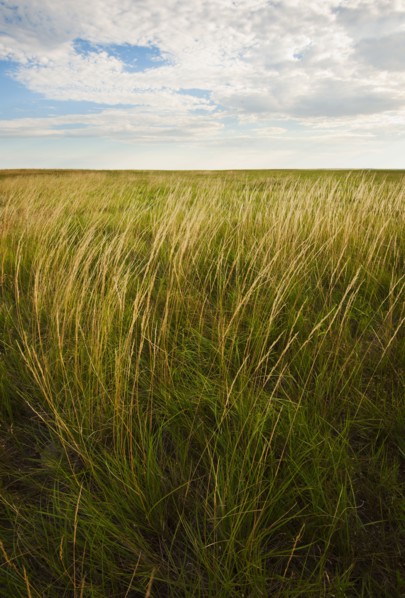 Prairie grass.