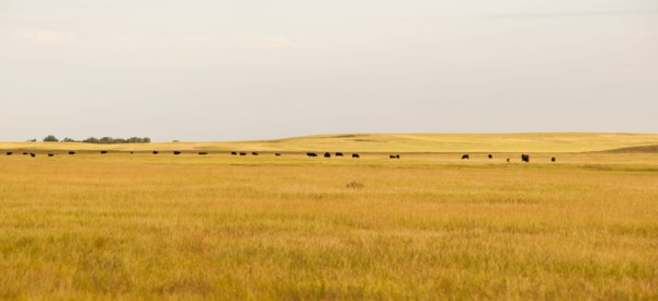 Prairie grass.