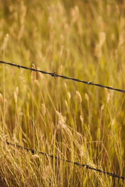 Close-up of barbed wire fence in yellow prairie grass.