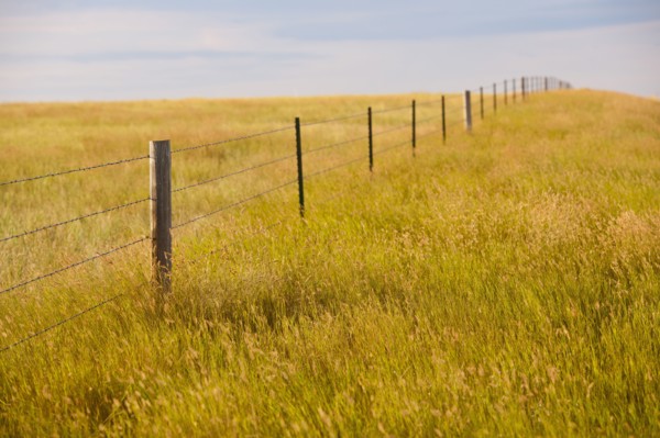 Fence in yellow prairie grass.