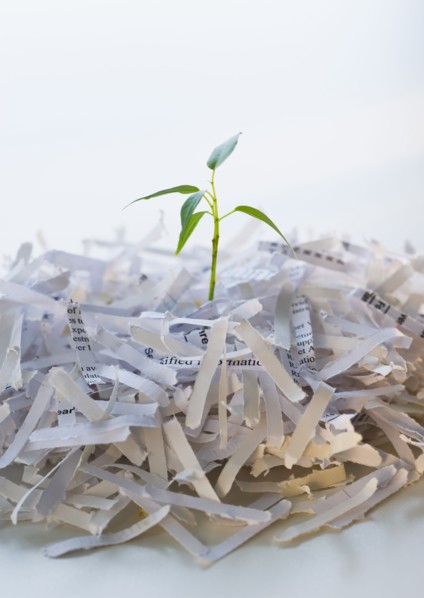 Close up of plant growing from shredded paper.