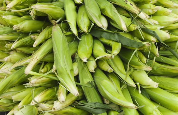 Close up of corn on street market.