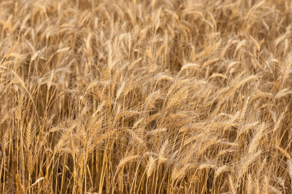 Wheat field.