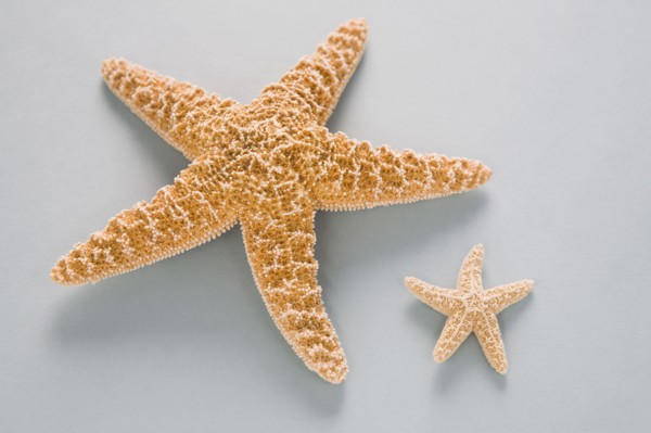 Two contrasting starfish. Photo : Chris Hackett