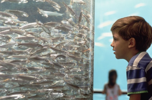 Young boy looking at fish in aquarium. Photo : Fisher Litwin