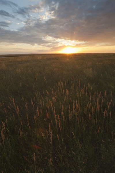 Prairie grass at sunset.