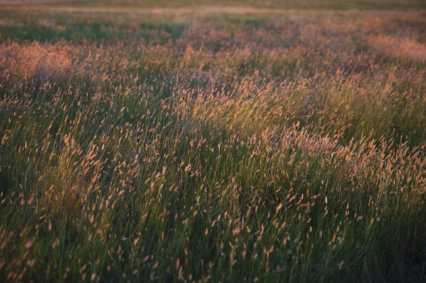 Prairie grass.
