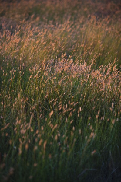 Green prairie grass.
