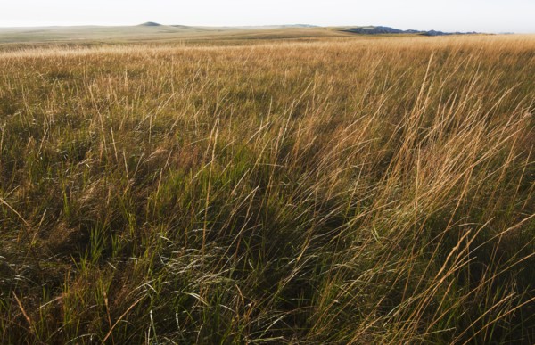 Prairie grass.