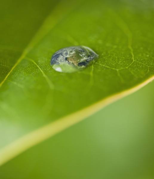 USA, New Jersey, Jersey City, Extreme close-up view dew of leaf. Photo : Daniel Grill