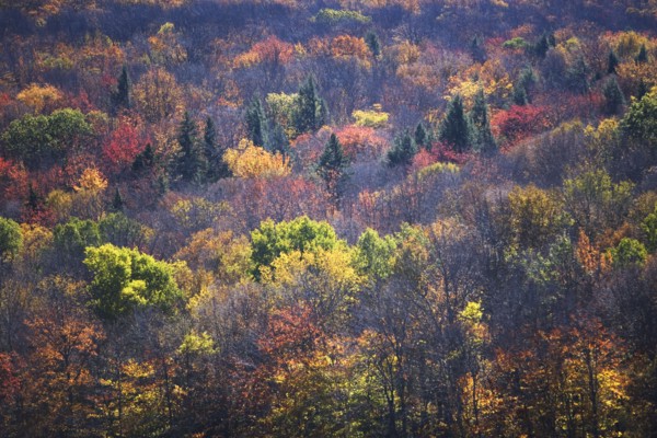 USA, Vermont, high angle view of forest. Photo : fotog