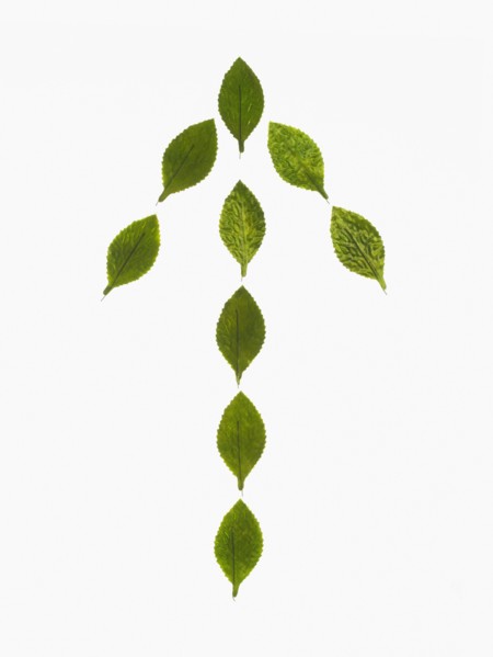 Studio shot of green leaves in arrow shape. Photo : David Arky