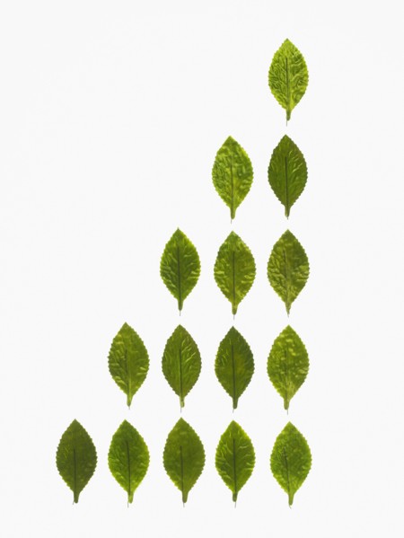 Studio shot of green leaves in triangle shape. Photo : David Arky