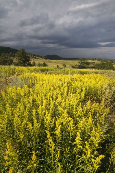 USA, South Dakota, Flowers and storm. Photo : Gary J Weathers